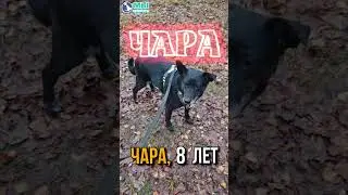 🐕🐶 🐕 Чара, Веня и Сэм - наши чудные подопечные приюта Щербинка,  очень ждут своего счастья‼️