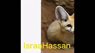 structural and behavioural adaptation of fennec 🦊 science grade 4