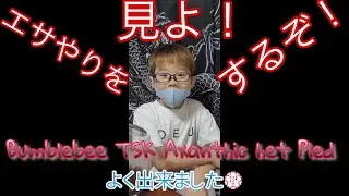 【ボールパイソン】すさの(Bunblebee TSK Axanthic het Pied)のエサやり動画‼