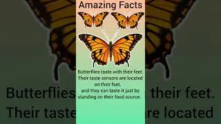 Where Butterflies will Taste? #shorts #short #fact #facts #amazing #amazingfacts #butterfly #feet