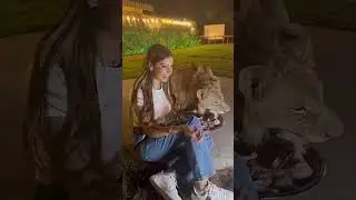 7 rare experiences: a royal dinner accompanied by a lion
