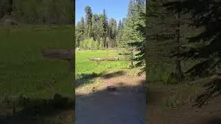 Crescent Meadow, Sequoia National Park CA