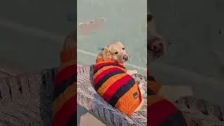 Mai kasam khata hu🫣 #youtubeshorts #funny #labrador #dog #funnydogs #shortsfeed #viralvideo#cute