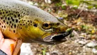 Pstrągi na Fish Arrow Three Shot, Tsuri Trout Passion 12lb prototype
