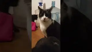 #gatos #cuidadoanimal