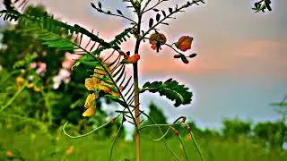 4k natural flowers😘 #explorewithali #nature #flowers 