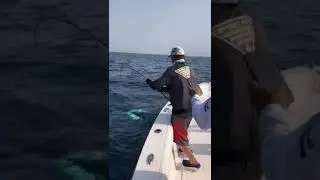Yellow Fin Tuna on Daiwa Lexa 400 Bait Caster