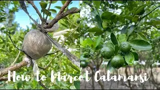 How to marcot calamansi : the easiest way, Paano mag marcot ng kalamansi | Philippines | JV Montes