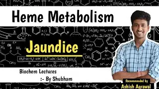 Hyperbilirubinemia & Jaundice || Heme Metabolism || Biochemistry Lectures