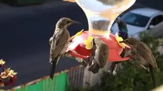 Нектарницы. Northern orange-tufted sunbird.  Cinnyris osea .