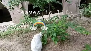 Smelling leaves, funny cat😂😻😸