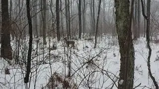 Lost fawn calling