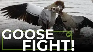 Goose Fight