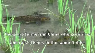 China: Growing rice, raising fish for food and livelihood security