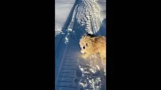 Dogs Love Winter! - Off Grid Cabin  / #shorts