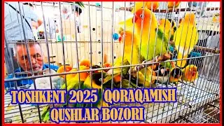 TOSHKENT 2025 / QORAQAMISH BOZORI / QUSHLAR BOZORI