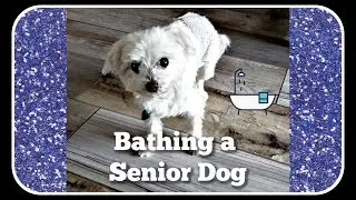 How to Bath an Older Dog | Bathing a small dog at Home