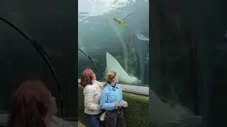 Sea Life Sydney Aquarium.