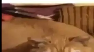 gwa gwa