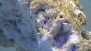 limace Plakobranchus? (un sacoglosse)