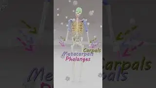Skeleton Song | Bone Names Song #kidssong #colors #bonenames
