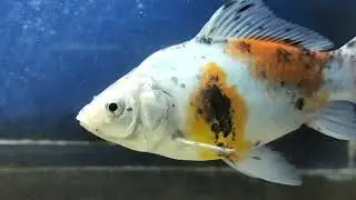 Guntur fish exhibition || underwater camera ||  Chapalu 🐟🎏
