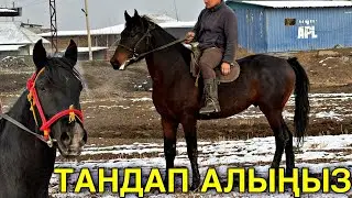 МЫКТЫ ЖАШ АТ ӨСПҮРҮМ ЧЫКТЫ 💪🏻 #байтв 