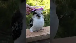 Cutest bird. #rescue #kookaburra #fyp #animals