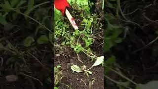 Precision Weeding: Japanese 