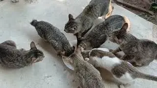 Feed Rural Cats and Kittens At Home - Rural Cat Life