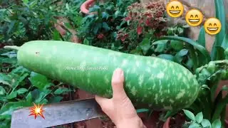 Đi h&aacute;i tr&aacute;i tr&acirc;m bầu  | Annie Shop Smart Food | AnnieFarmBazan