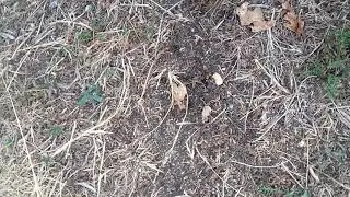 Caravane de fourmis, chemin du Sans Souci Colombier,  63410 Loubeyrat 09/08/2019