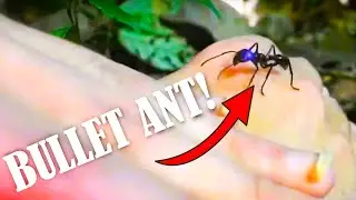 Bullet Ant Attack!