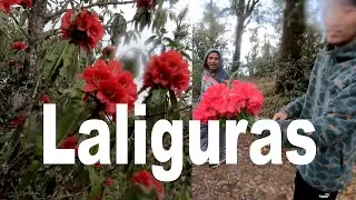 । Rhododendron Plants | Laliguras | National Flower of Nepal |