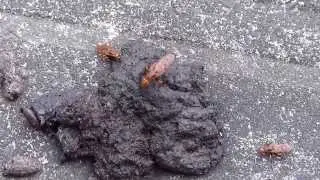 Neuroctena Fly Licking a Dung ベッコウバエの群れがタヌキの溜め糞を吸汁