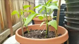 🌿 DIY Plant Cage 🌱