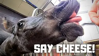 Say cheese! Sanne and Sylke Faya the Friesian horse fillies.