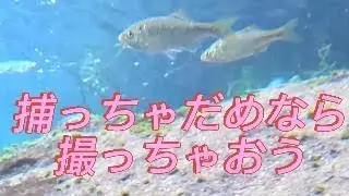 とってはいけない魚をとってしまった。