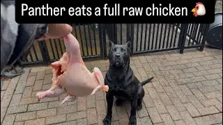 Panther eats a full raw chicken 