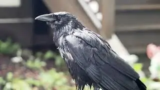 A Series of Unusual Crow Calls