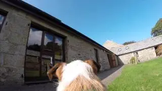GoPro Fetch Dog Harness Hobby Mounts Dog Cam