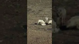Wolf Pack Hunts A Hare The Hunt