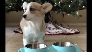 Willo the Corgi - A Christmas Awoo