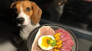 The dog eating fastest in the world｜ASMR Beagle eating raw foods.