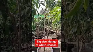 Any one interested in white Chonsa mango #youtubeshortsvideo #outdoorlandscaping #gardening