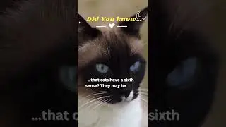Did you know&hellip;cats 6th sense #cats#shorts