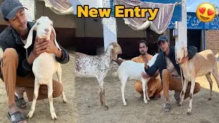 🐐 Mandi Se 3 Pyari New Bakriyan Le Aaye 😍