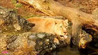 Legendary Animals Videos//animals fight