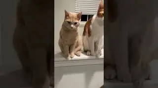 Two kitties woke up in the early morning. 🐱🐈 #cats
