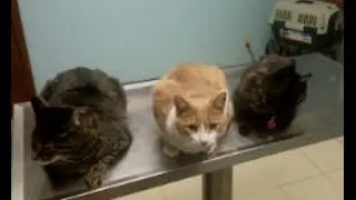 Funny Cat Video...Cats Get Right Into Carrier At The Vet's Office